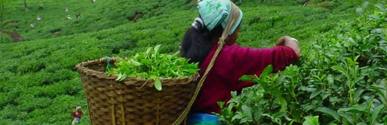 Happy Valley Tea Estate Tour Packages